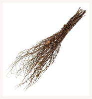 Метла березовая 